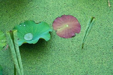《王者荣耀》新英雄美人鱼 召唤水域刷新队友大招